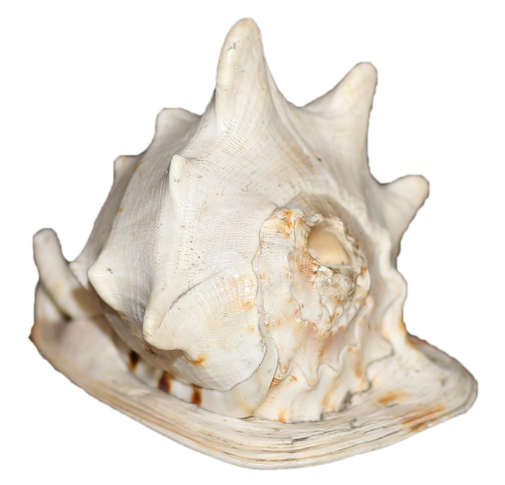 Kulit Bia (Sanger – Sulut)